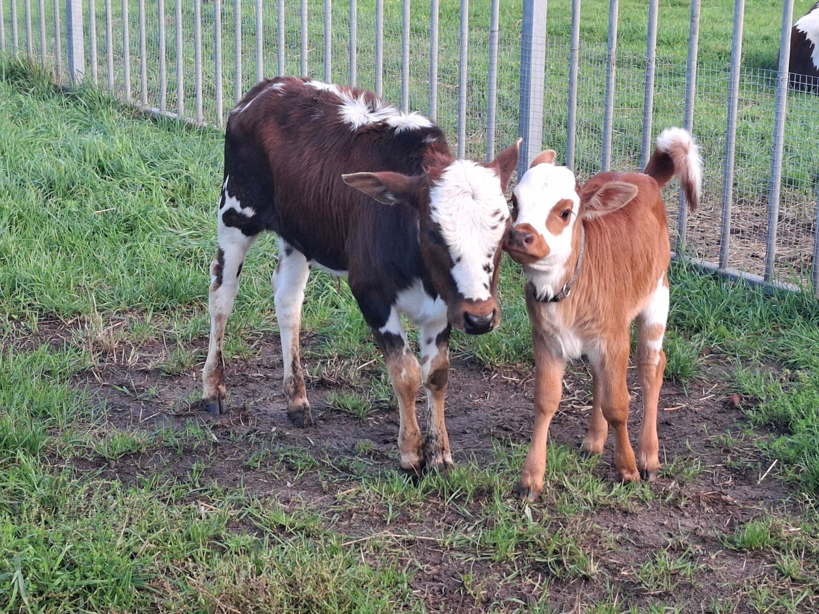 Mini zeboes; kalfjes en vaarsen, Vrouwelijk