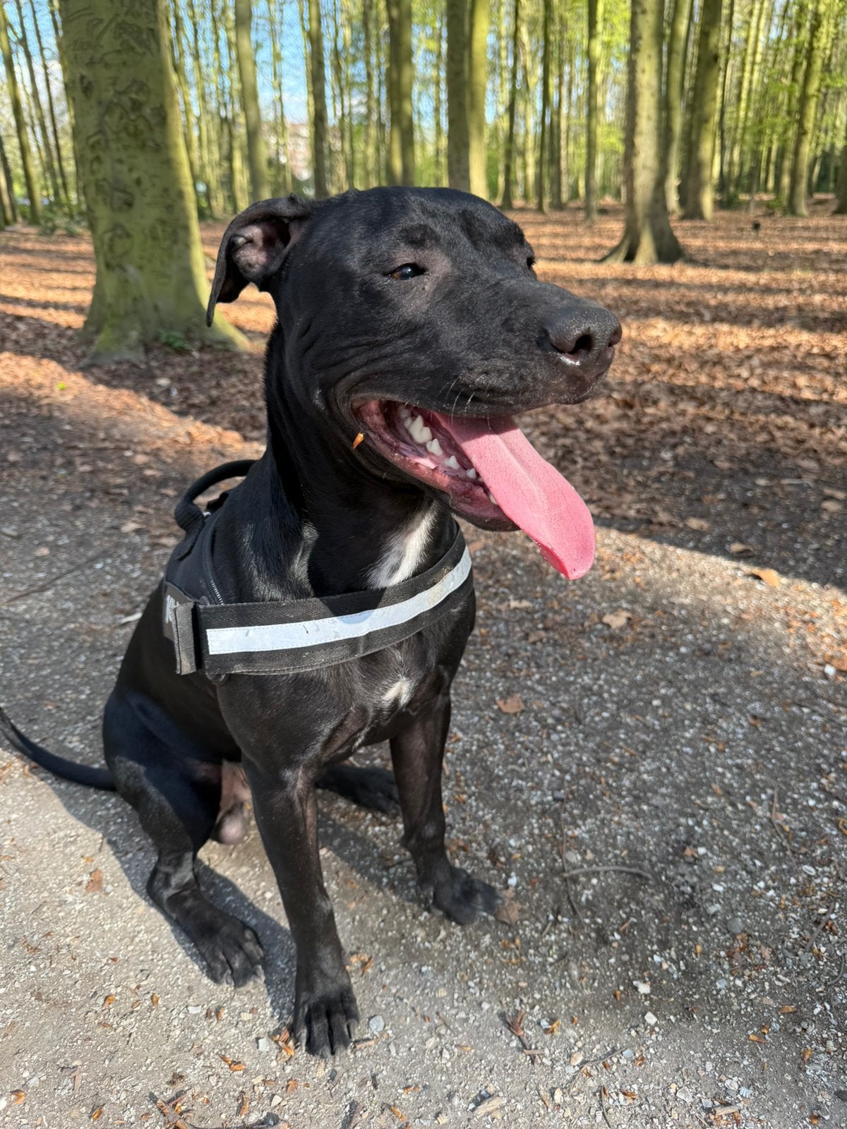 American Pitbull Terriër reu zoekt teefje voor dekking, Dieren en Toebehoren, Reu, 1 tot 2 jaar, CDV (hondenziekte), Eén hond