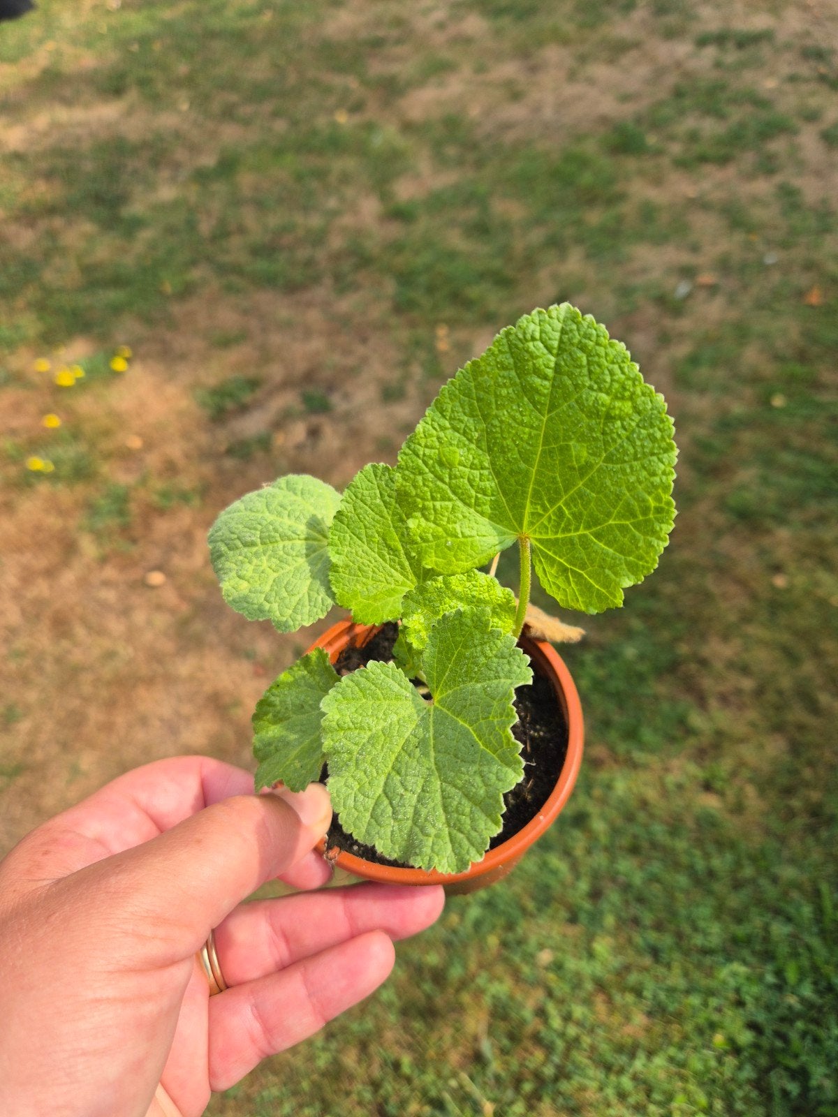 Stokroos stek roze - 2-jarige plant, Tuin en Terras, Planten | Tuinplanten, Ophalen of Verzenden, Tweejarig, Overige soorten, Volle zon