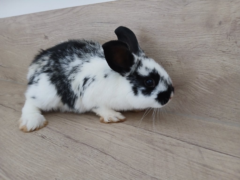 Lief mannetje konijn, Mannelijk, Middelgroot, 0 tot 2 jaar