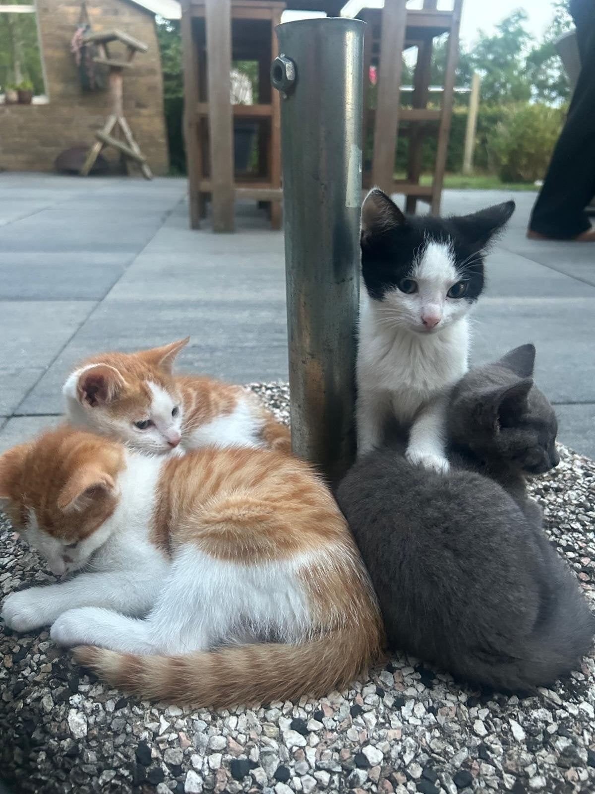 Tamme boerderijkittens, Dieren en Toebehoren, Katten en Kittens | Overige Katten, Meerdere dieren, Kortharig, 0 tot 2 jaar