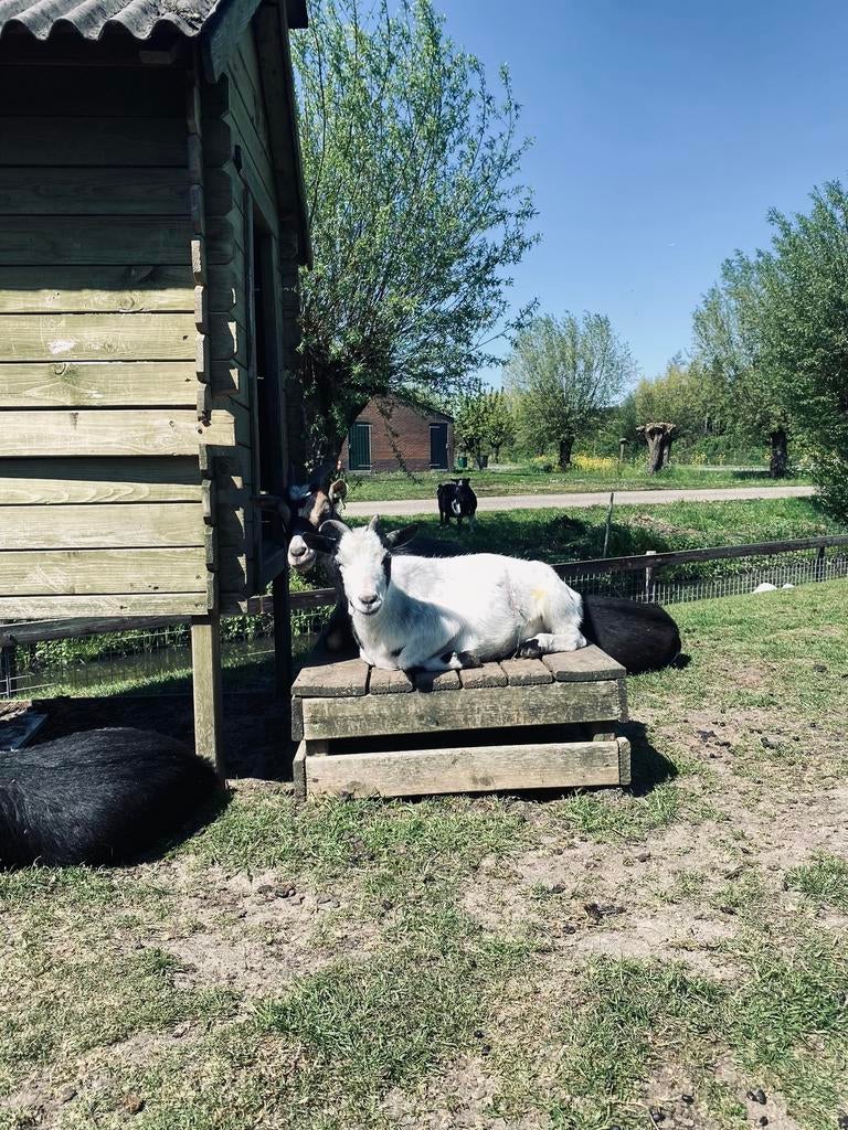 Heel lieve geit te koop, Vrouwelijk, Geit