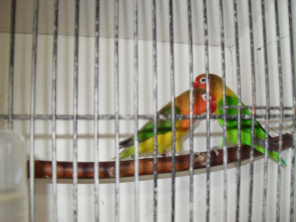 agaporniden, Meerdere dieren, Parkiet