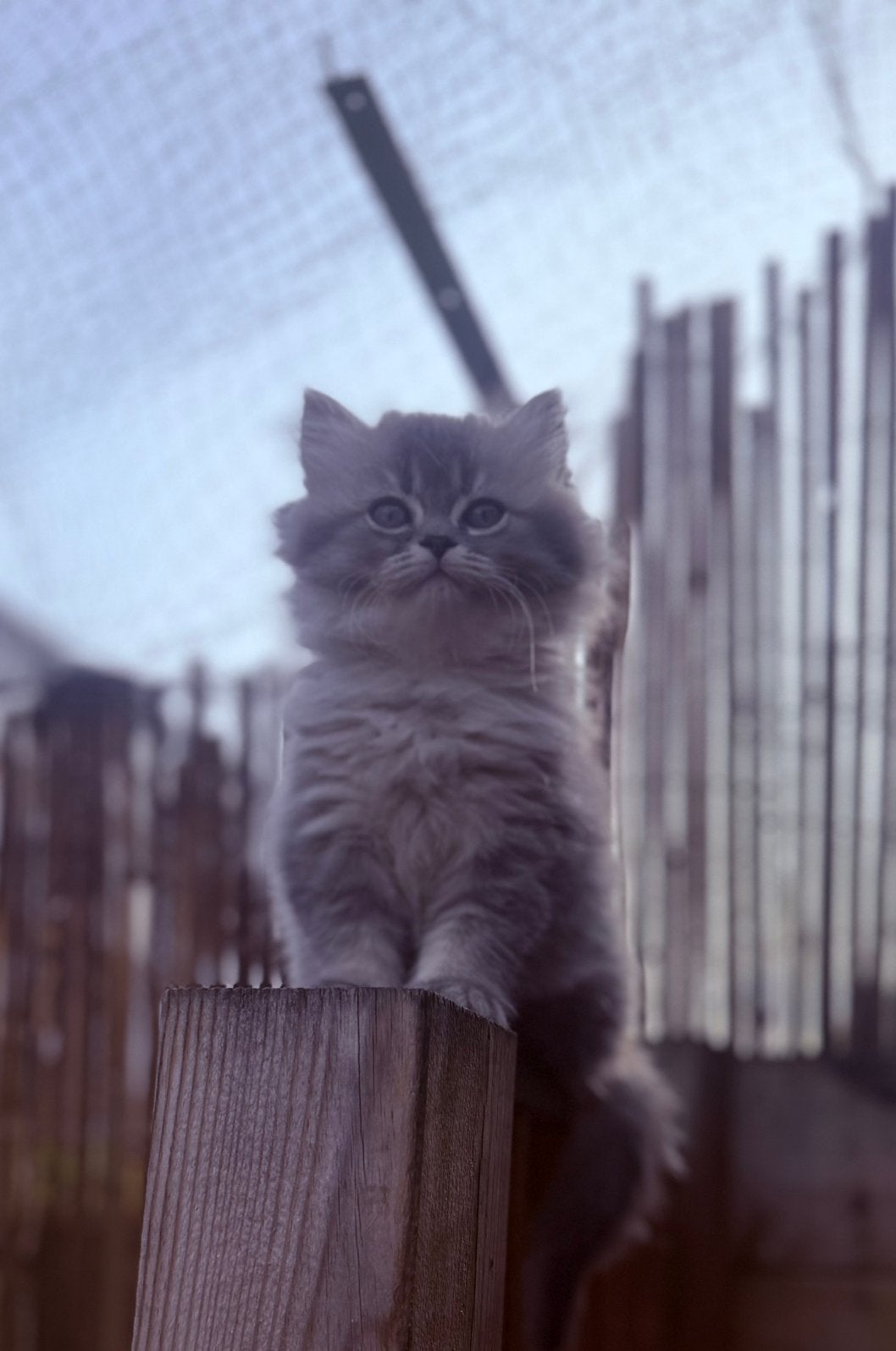 Britse Langhaar x kittens, Meerdere dieren, Gechipt