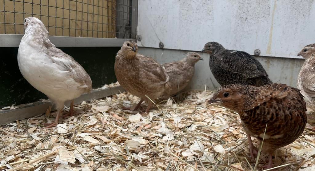 7 japanse kwartel hanen, Dieren en Toebehoren, Vogels | Kanaries, Mannelijk