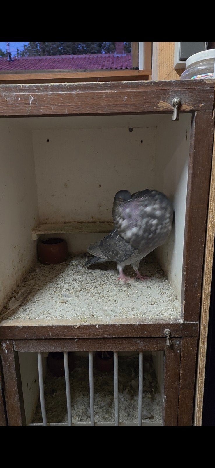 staande gaditano duif, Dieren en Toebehoren, Vrouwelijk, Kropper