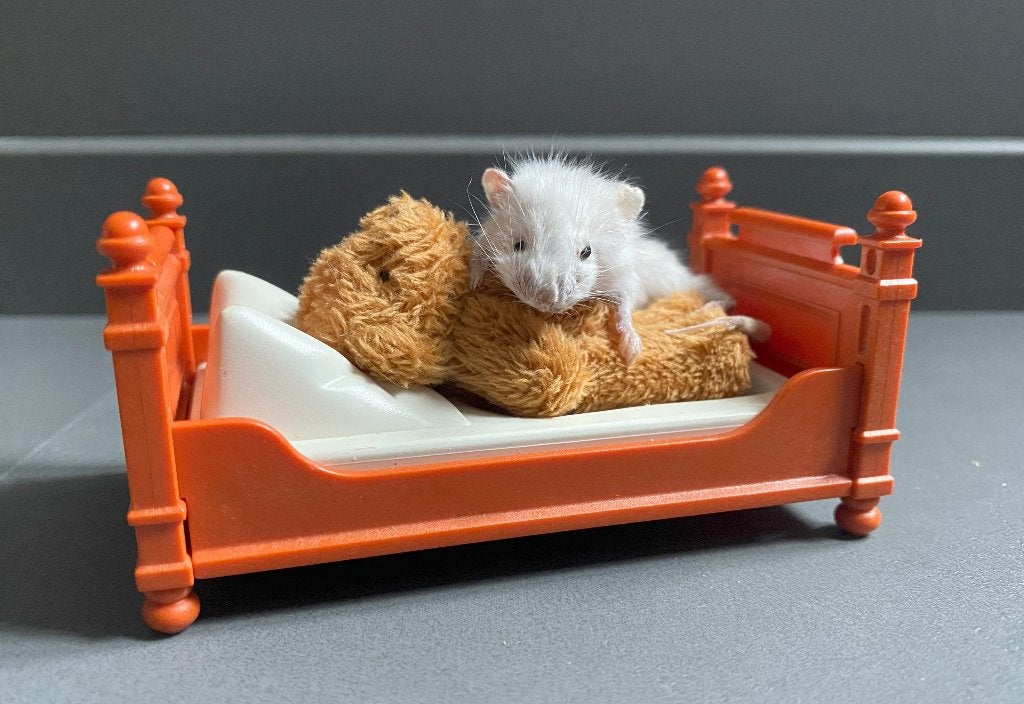 Opgezette muis op bedje taxidermie, Ophalen of Verzenden, Nieuw, Vogel, Opgezet dier