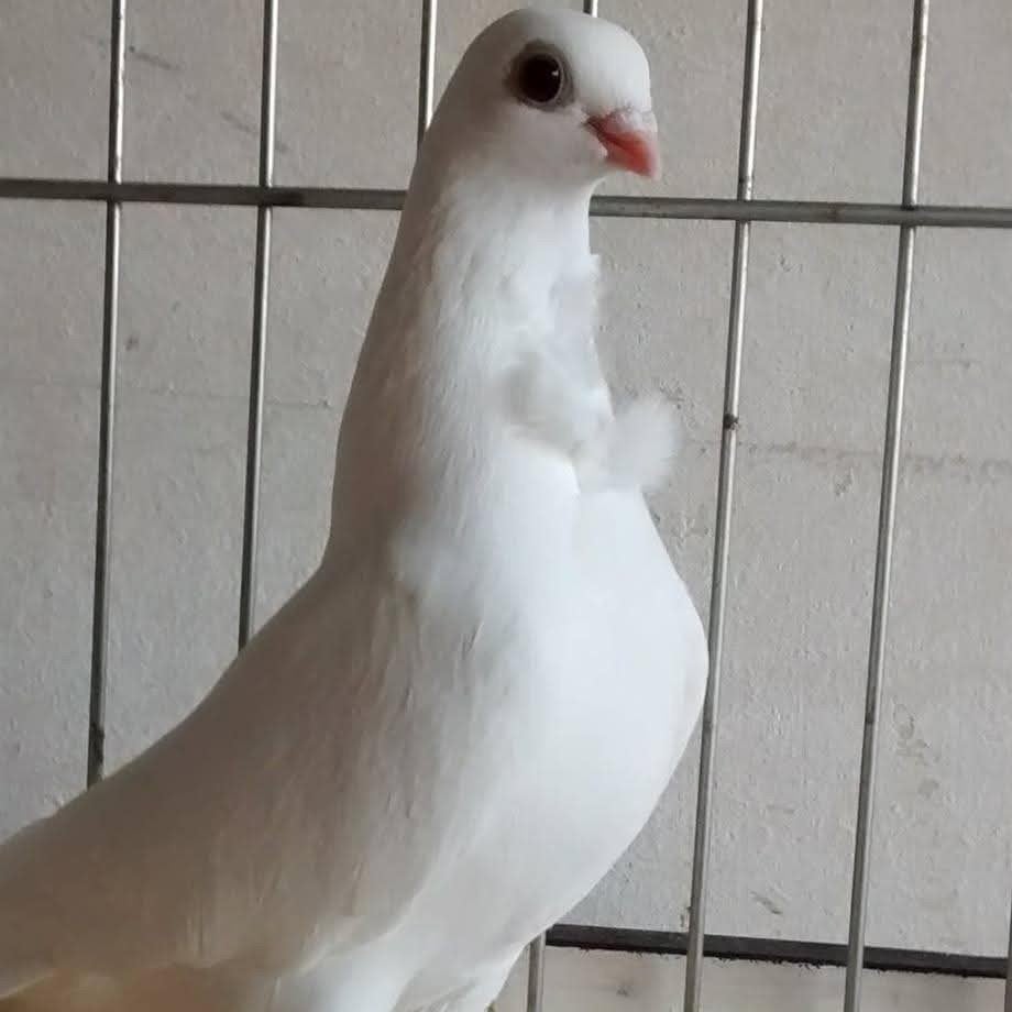 gezocht witte figurita duiven, Dieren en Toebehoren, Vogels | Duiven, Meerdere dieren, Overige soorten