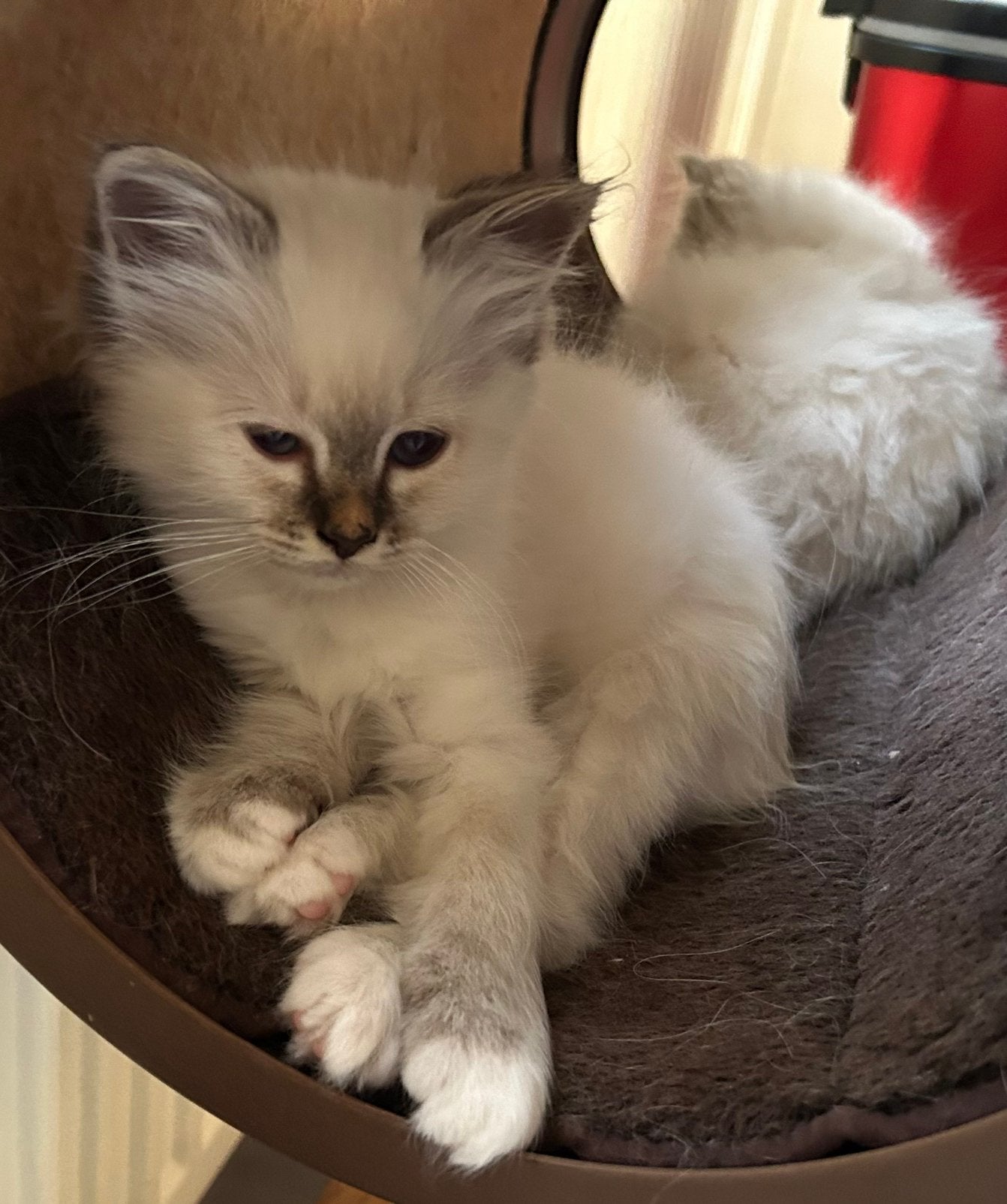Heilige Birmaan kittens met Stamboom € 1000, Meerdere dieren, 0 tot 2 jaar