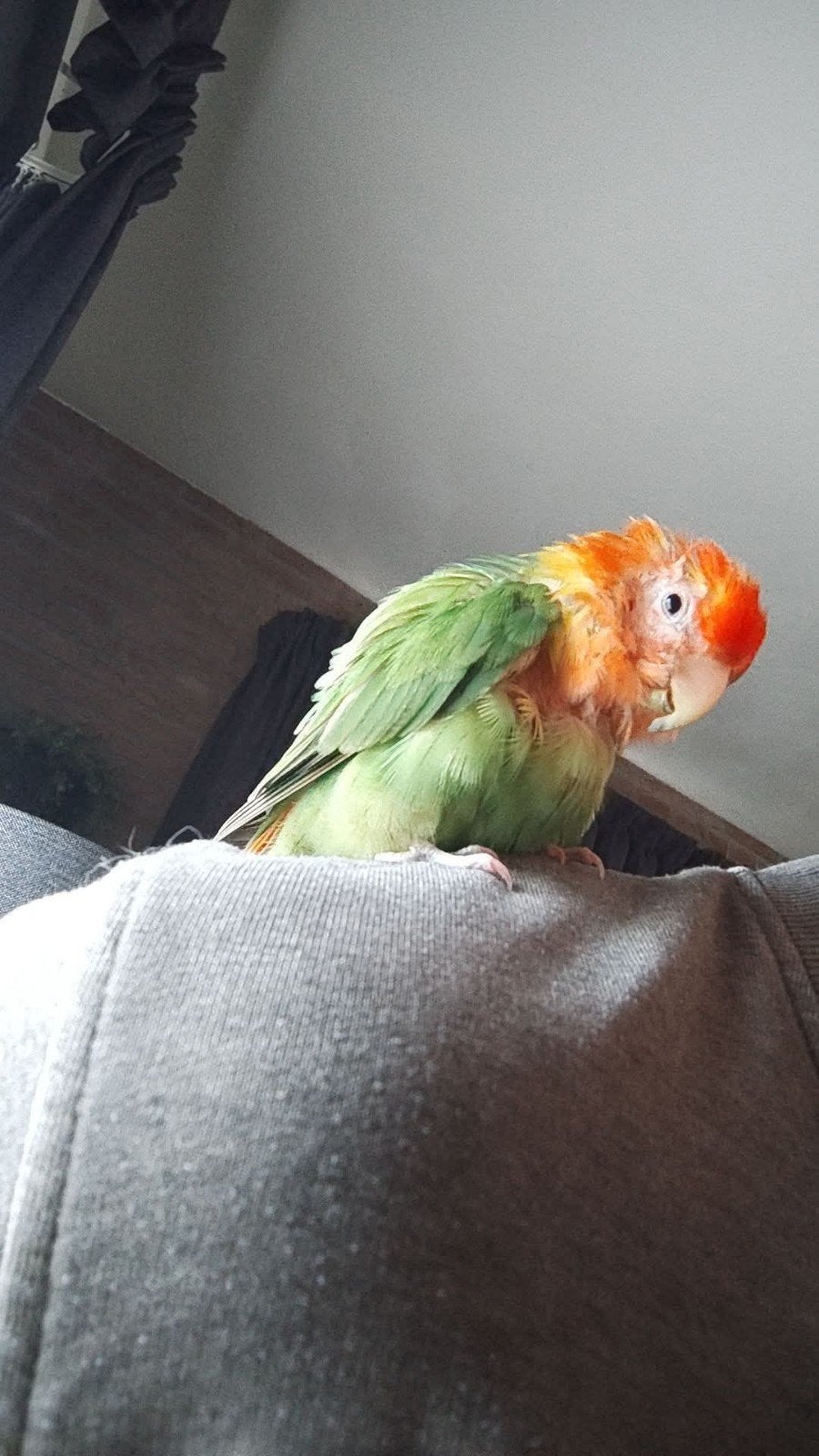 dwerg papegaai vermist, Dieren en Toebehoren