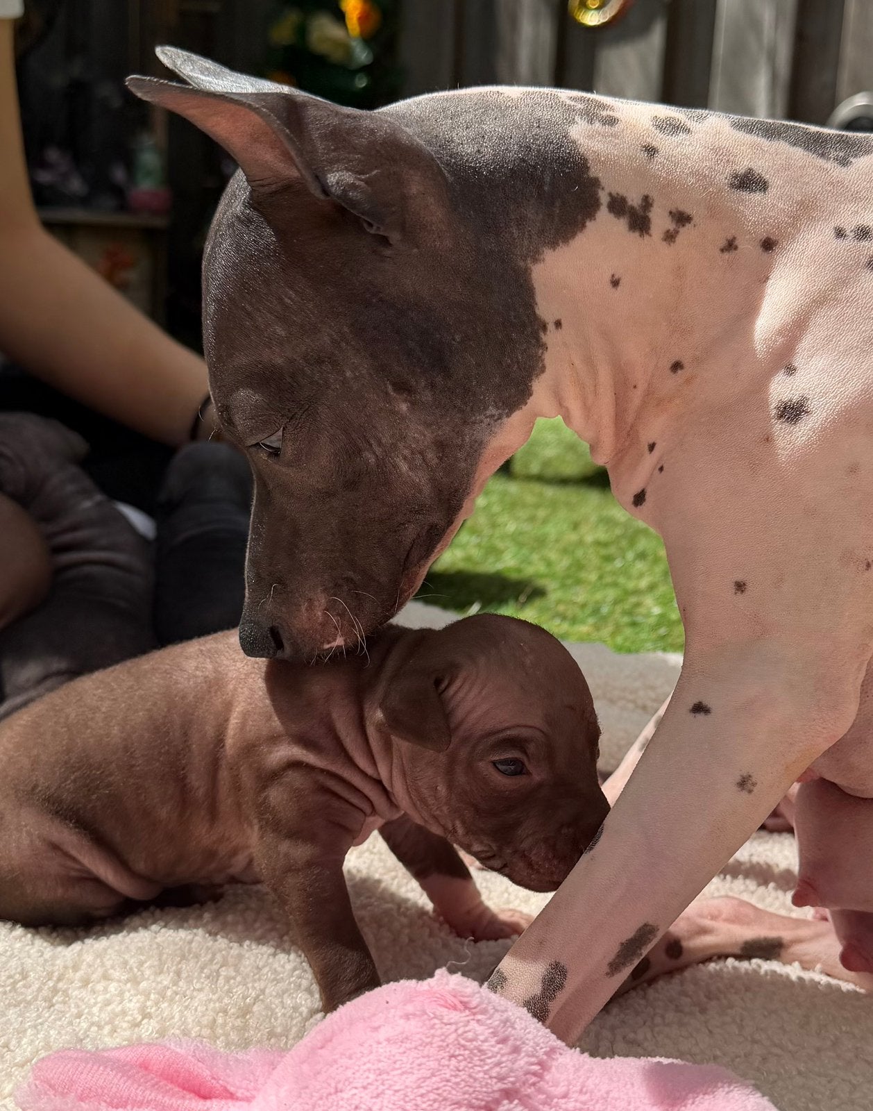 American hairless terrier / amerikaanse naakthond, Parvo, Overige rassen, 8 tot 15 weken, Meerdere