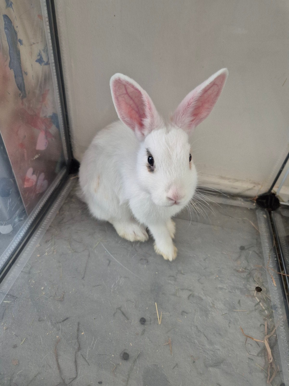 jong konijn, Dieren en Toebehoren, Konijnen, Vrouwelijk, Middelgroot, 0 tot 2 jaar