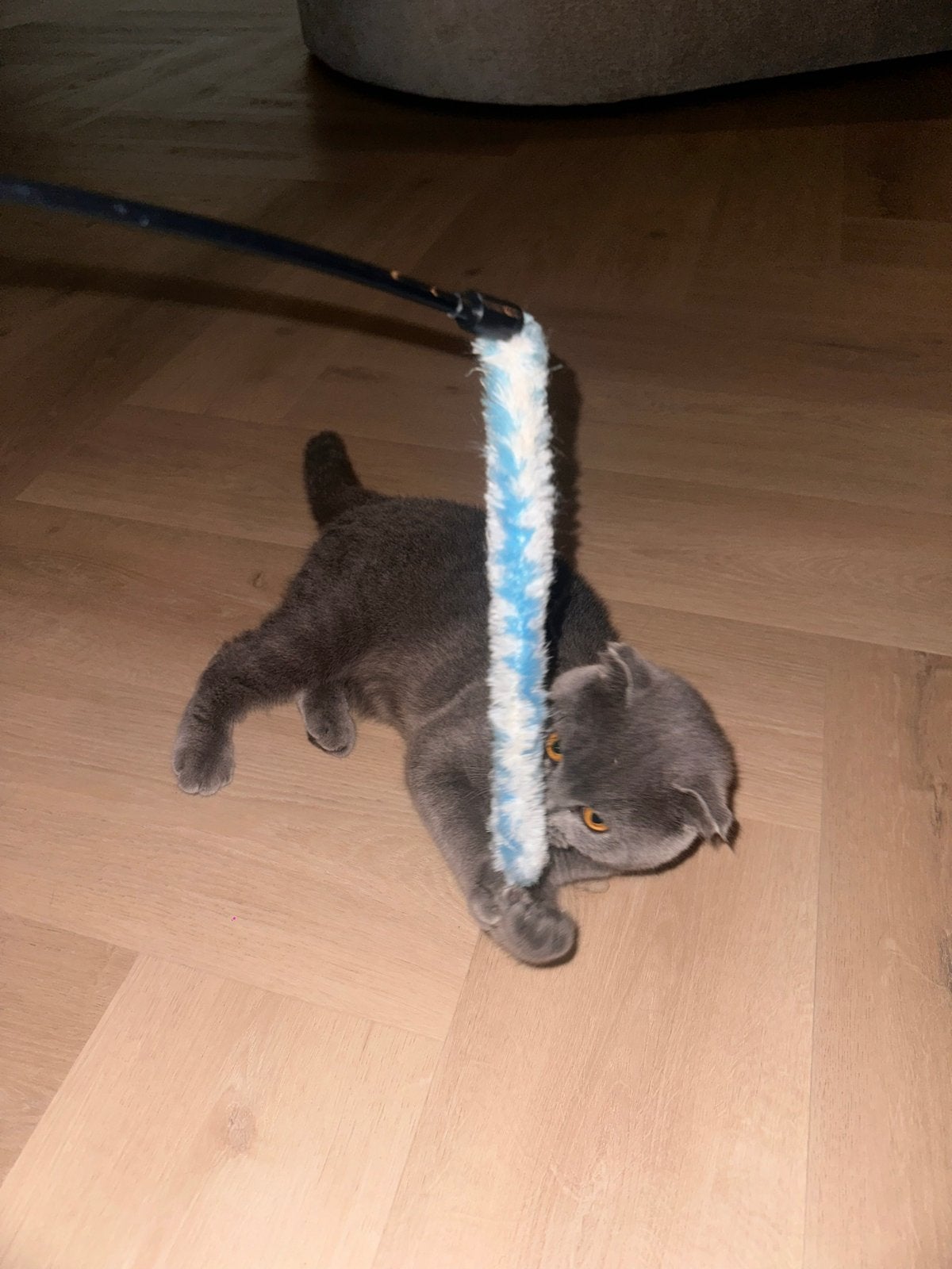Britse korthaar X scottish fold kitten 9 maanden oud, Dieren en Toebehoren, Poes, Kortharig, 0 tot 2 jaar