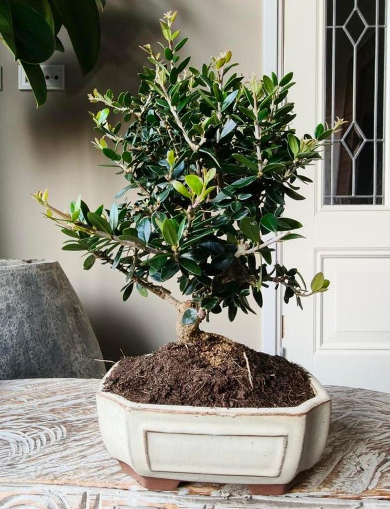 Olea Europaea 'Olijf' 9 jaar bonsai, Volle zon, Bloeit niet, Minder dan 100 cm, Overige soorten