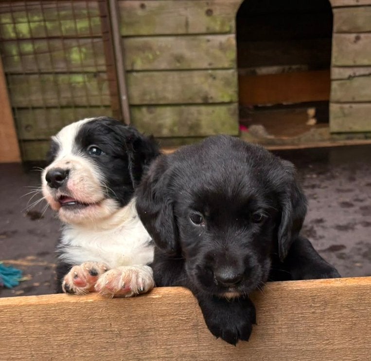 Puppy’s Labrador/Bernersenne + Duitse Staander, Rabiës (hondsdolheid), Reu, 8 tot 15 weken, Meerdere