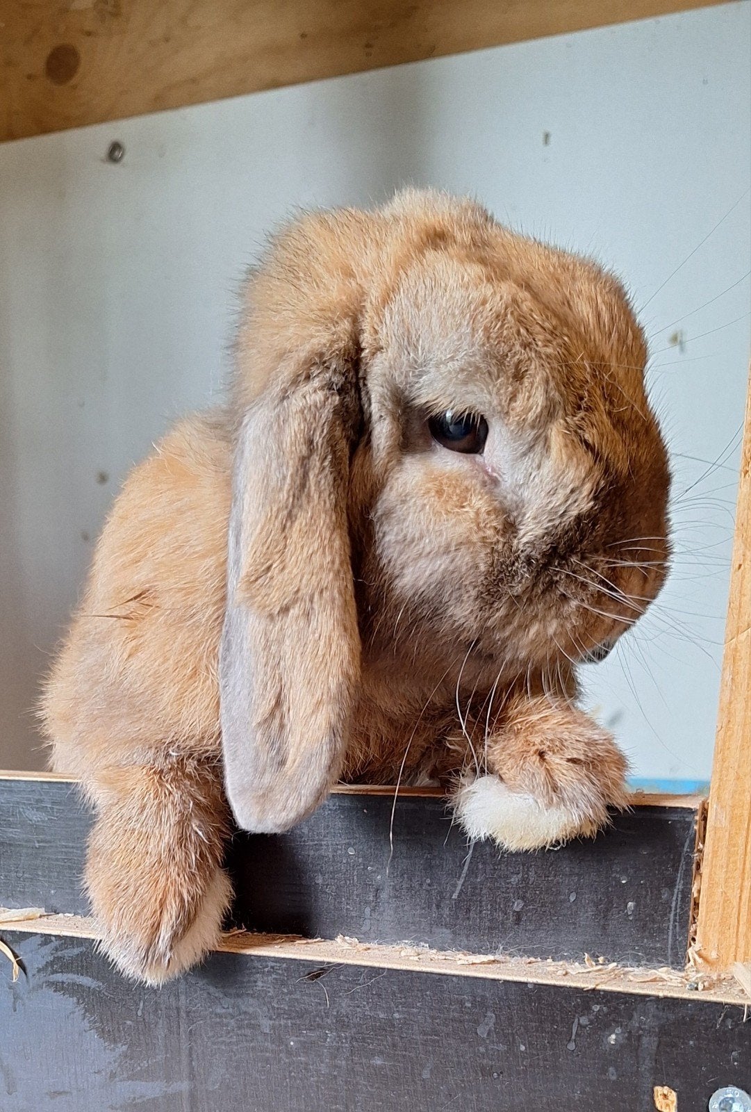 dwerg hangoor, Dieren en Toebehoren, Maart