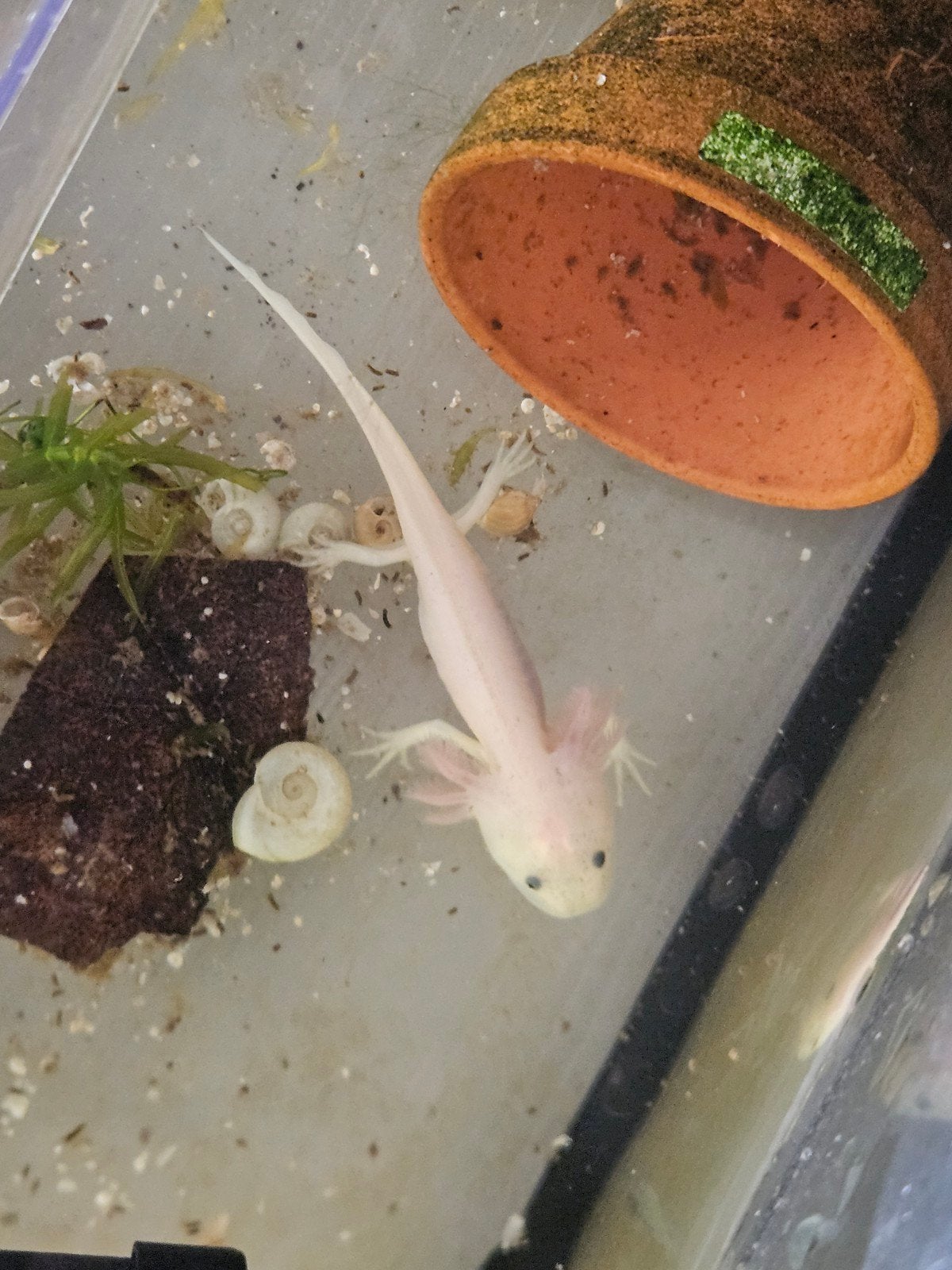 Jonge leucistic axolotl, Amfibie, 0 tot 2 jaar