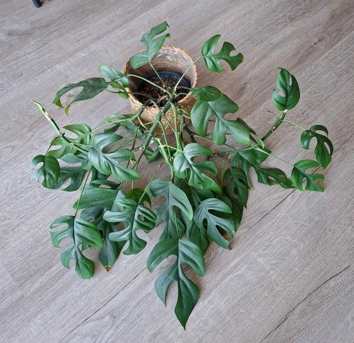 Monstera Minima (Rhaphidophora tetrasperma) p12, Ophalen, Overige soorten, Halfschaduw, Minder dan 100 cm