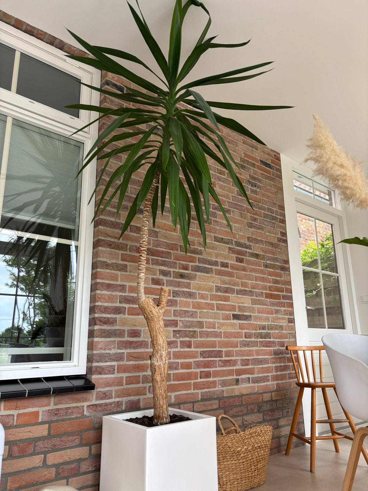 Grote Yucca boom - 2,50m hoog, Huis en Inrichting, Ophalen, 200 cm of meer, In pot, Yucca