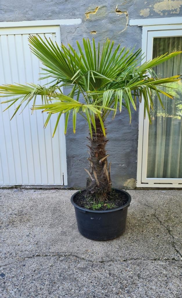 Winterharde Palmboom - Trachycarpus Fortunei, Volle zon, Vaste plant, Bloeit niet, Ophalen