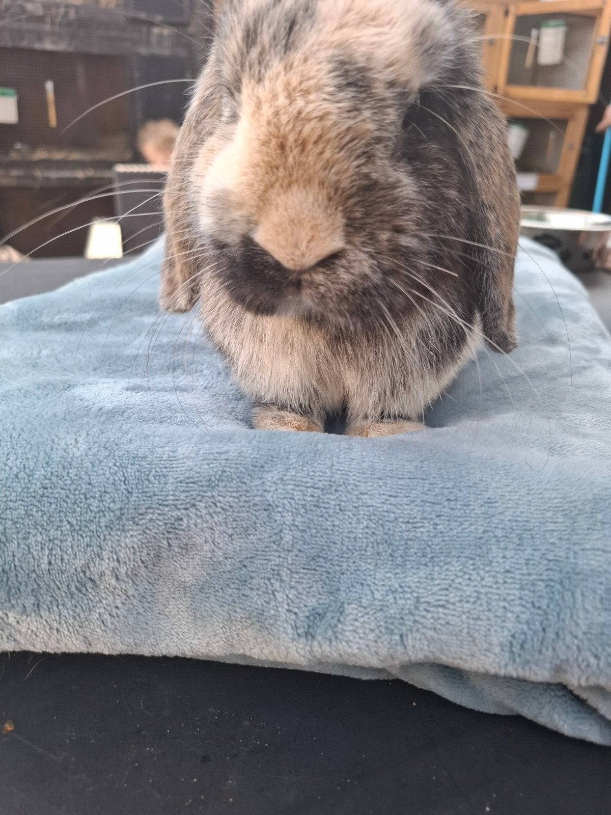 super mooie dekram beschikbaar, Dieren en Toebehoren, Konijnen, Mannelijk, Dwerg, Hangoor, 0 tot 2 jaar