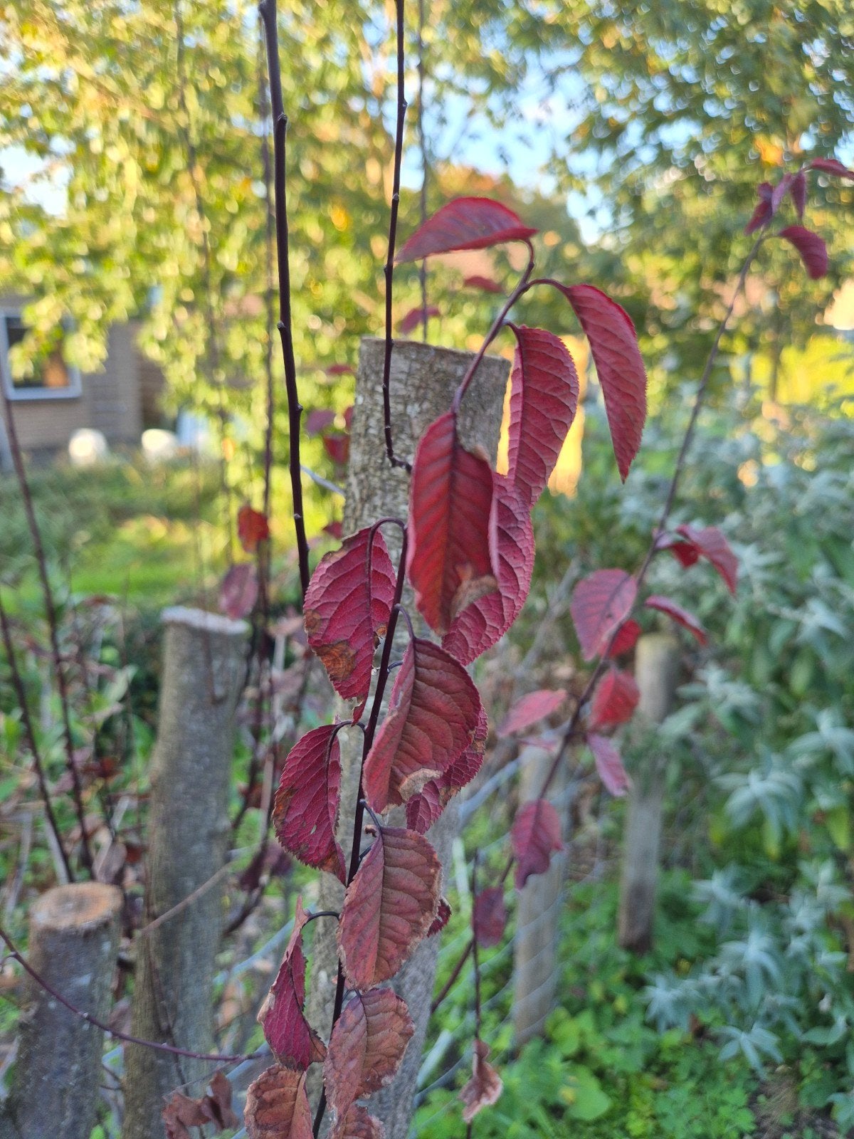 Roodbladige Japanse sierkers
Prunus serrulata 'Royal Burgund, Herfst, Overige soorten, 100 tot 250 cm, Ophalen