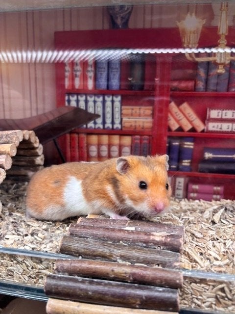 Leuke goudhamster man, Dieren en Toebehoren, Knaagdieren, Hamster, Maart, Mannelijk, Tam
