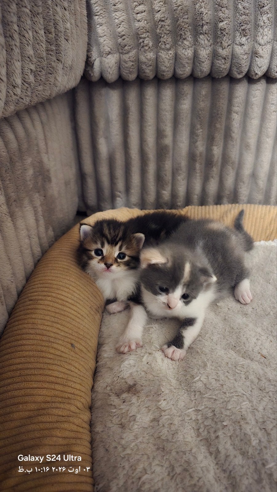 Katten te koop met een geboortedatum van 13 juli., Kater