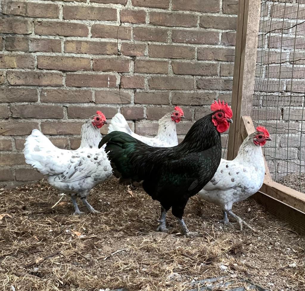Toompje Australorp krielkippen,, Dieren en Toebehoren, Pluimvee, Kip, Meerdere dieren