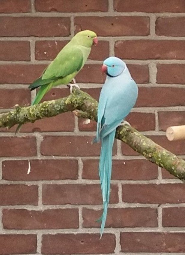 koppel halsbanden blauwe man 2014 x groen geelstart  2015, Meerdere dieren, Parkiet