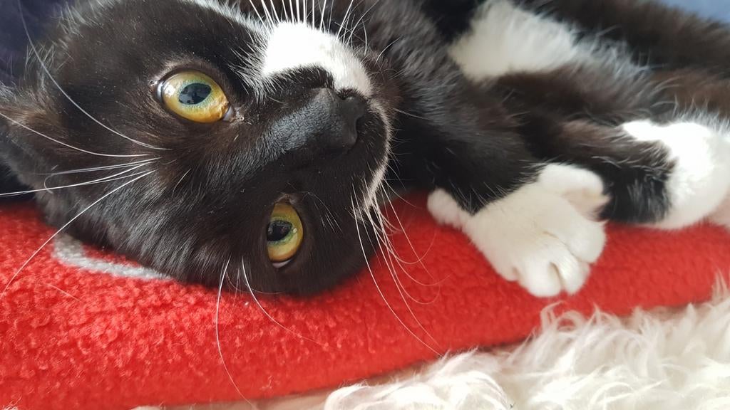Kater en kat (broer en zus) ALLEEN SAMEN TE KOOP!