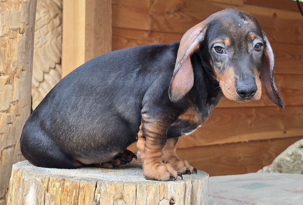 Teckel reutje !, Dieren en Toebehoren, Honden | Teckels en Dashonden, Parvo, Reu, 8 tot 15 weken, Korthaar