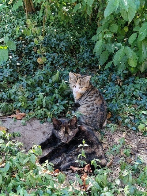 2 lieve vrouwelijke boerderijkatjes - gratis af te halen, Dieren en Toebehoren, Poes, Kortharig, 0 tot 2 jaar