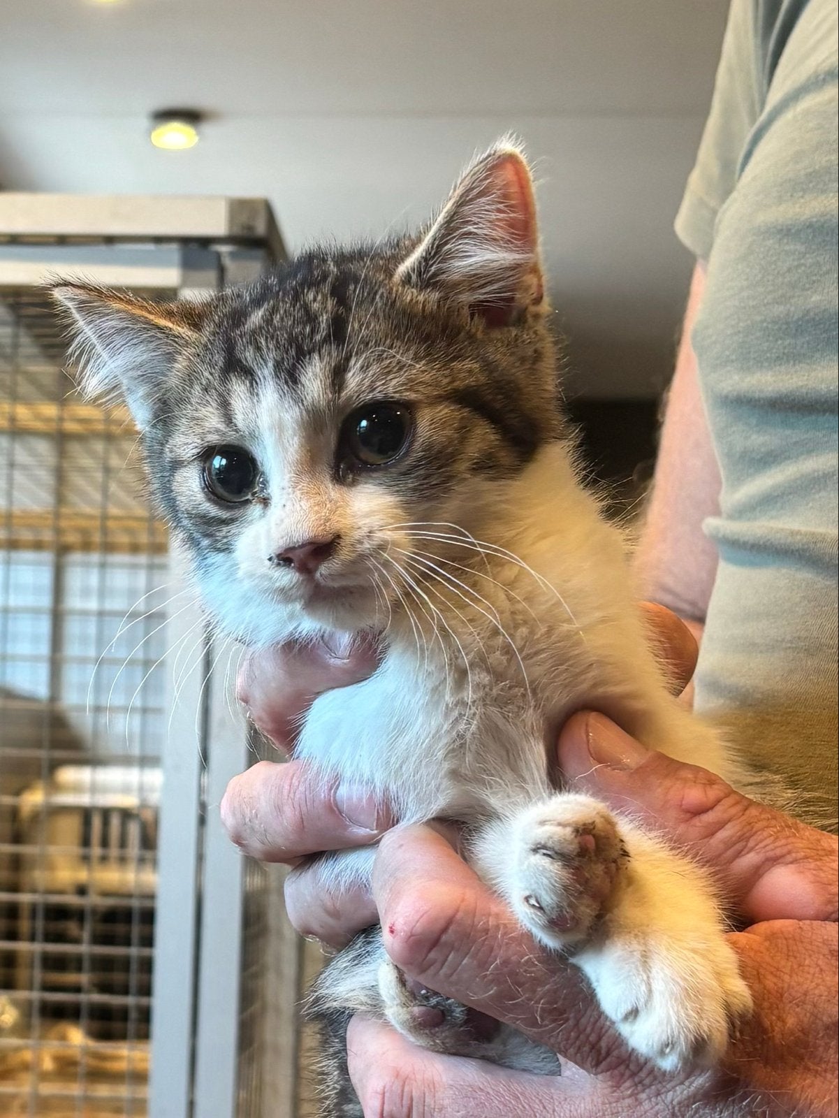 2 jonge ingeente/gechipte boerderij katertjes, Kater, Kortharig, 0 tot 2 jaar