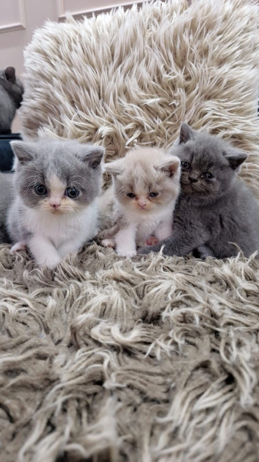 Britse korthaar kittens, Kater, 0 tot 2 jaar