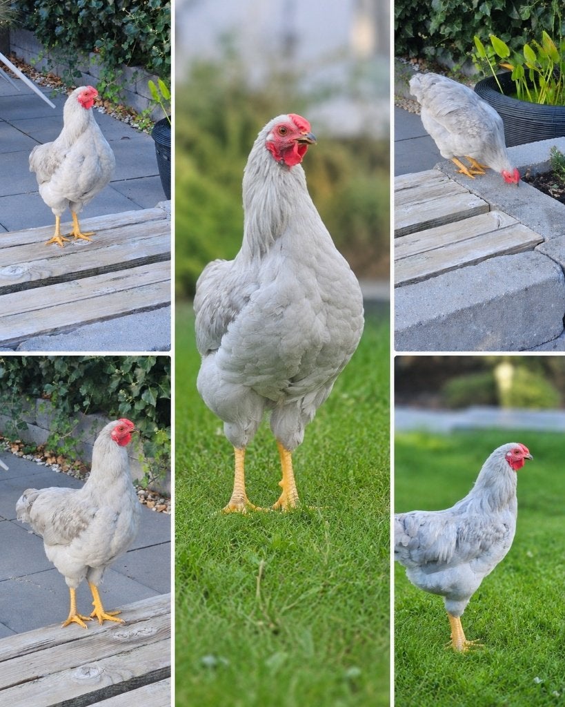 prachtige wyandotte haantje, Dieren en Toebehoren, Mannelijk, Kip