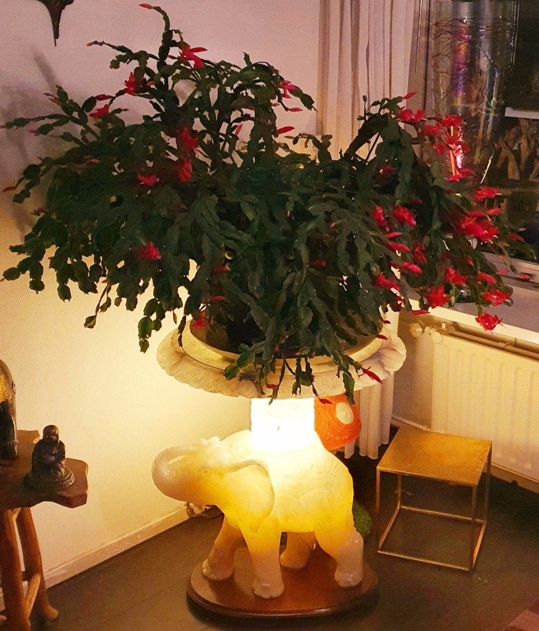 lidcactus Schlumbergera cactus kamerplant plant 70 jaar oud, Huis en Inrichting, Ophalen, Halfschaduw, Minder dan 100 cm, In pot