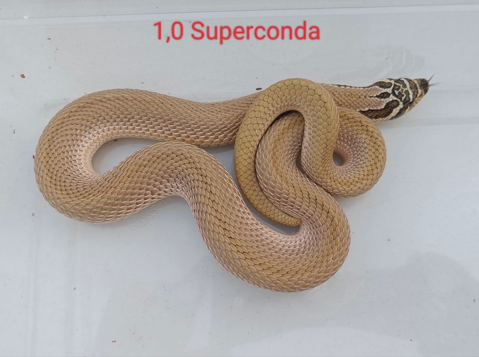 Haakneusslangen - Heterodon nasicus Hognose Snake - male for sale from Gert