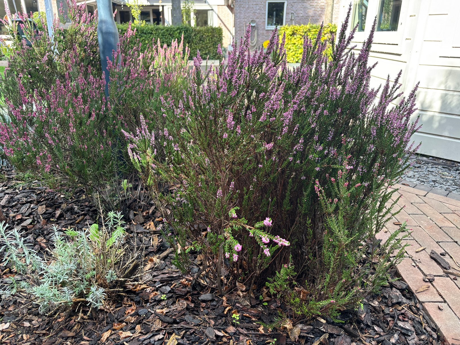 Gratis heideplanten en blauw gras, Ophalen