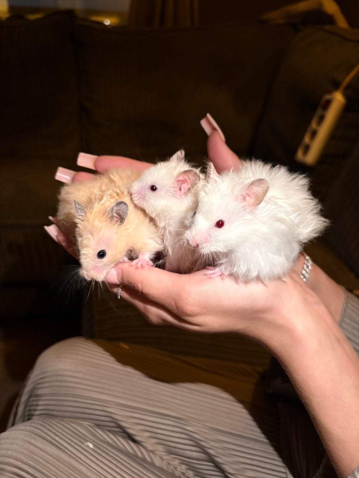 Hamsters te koop, Dieren en Toebehoren, Knaagdieren, Hamster, Mannelijk, Mei, Tam