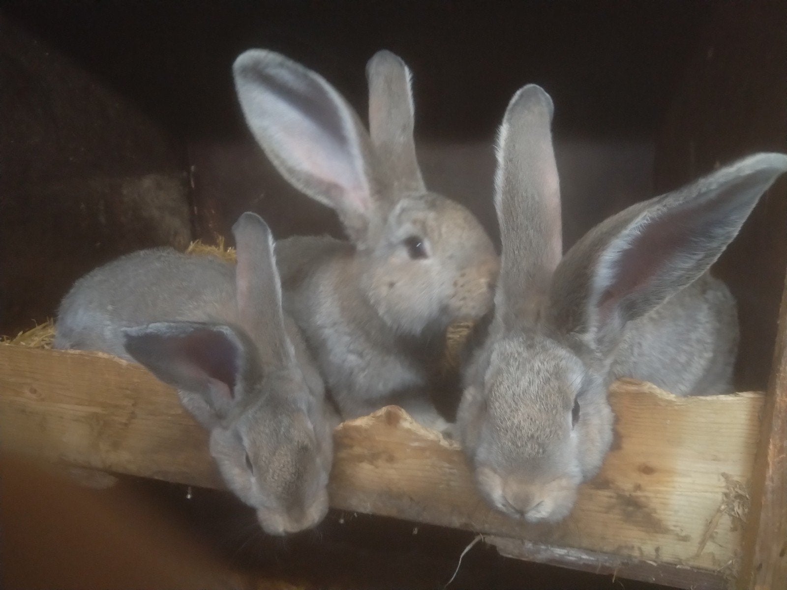 2 witte konijnen en 3 bruine konijnen!, Dieren en Toebehoren, Konijnen, Meerdere dieren, Groot