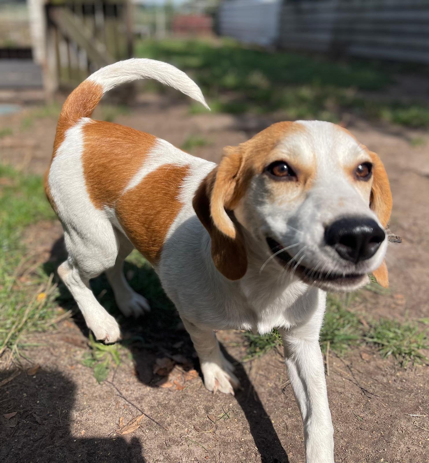 Muffin beagle mix teefje 5 maanden, Dieren en Toebehoren, Particulier, 15 weken tot 1 jaar, Buitenland, Teef