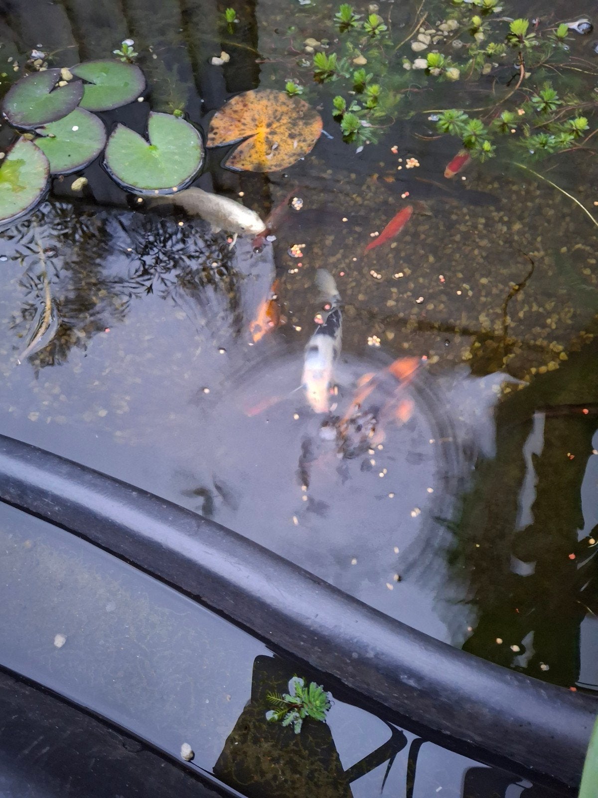 5 kleine koi's te koop, Ophalen of Verzenden