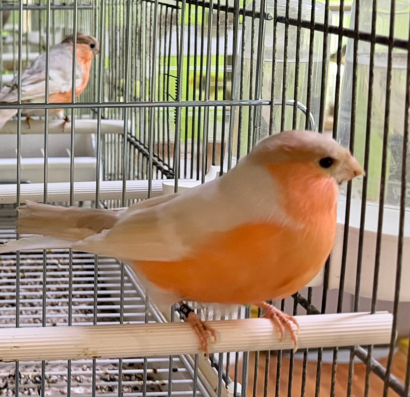 Satinet Goudvink Noordse Goudvink Kweek Vogels, Dieren en Toebehoren, Meerdere dieren, Wildzangvogel, Geringd