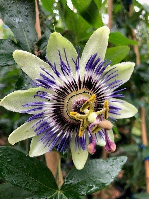 Passiflora, passiebloem, Klimplant van eigen Kwekerij, Ophalen, Volle zon, Vaste plant, Klimplanten