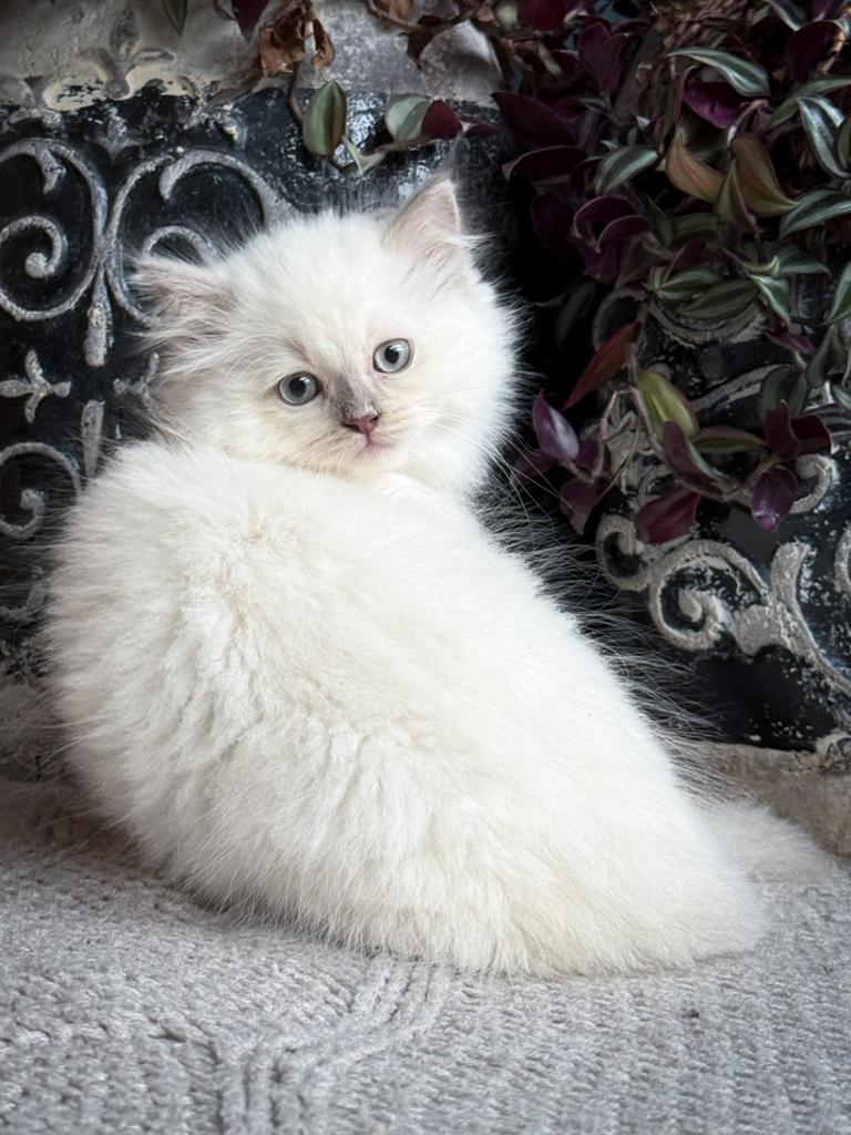 Ragdoll kitten lilac mink poesje, Dieren en Toebehoren, Katten en Kittens | Raskatten | Langhaar, Meerdere dieren, 0 tot 2 jaar