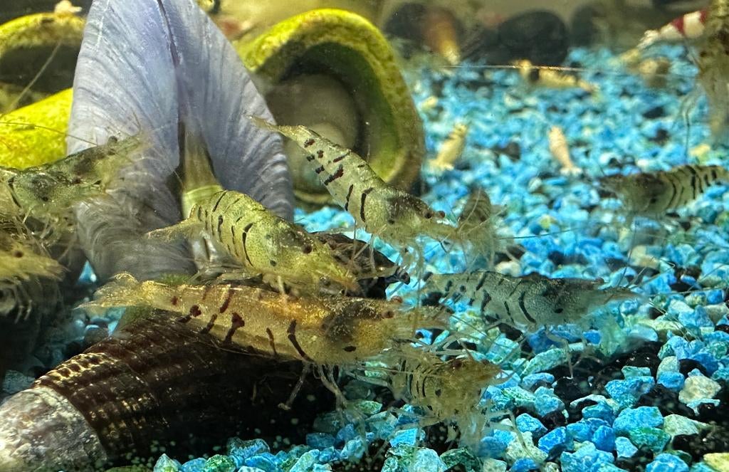 Blue Tiger Shrimp Caridina (Wild) –  1,5 – 2 cm, Kreeft, Krab of Garnaal, Zoetwatervis, Schoolvis