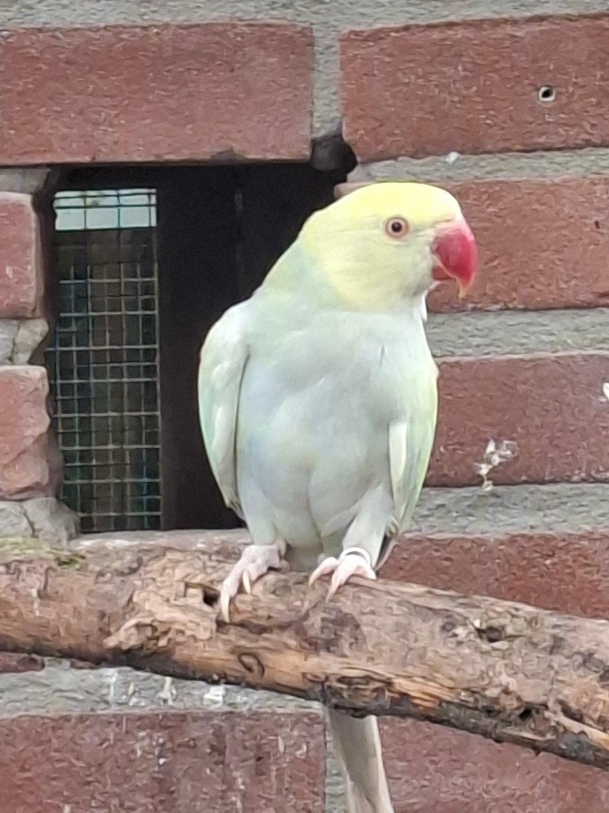 mooi koppel halsbanden, Meerdere dieren, Parkiet