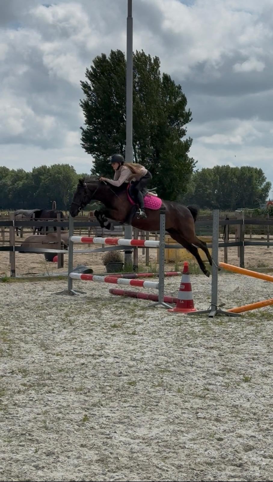 Lieve 6-jarige D-pony (1.47) met spring talent., Merrie, D pony (1.37m tot 1.48m), Springpony, 3 tot 6 jaar