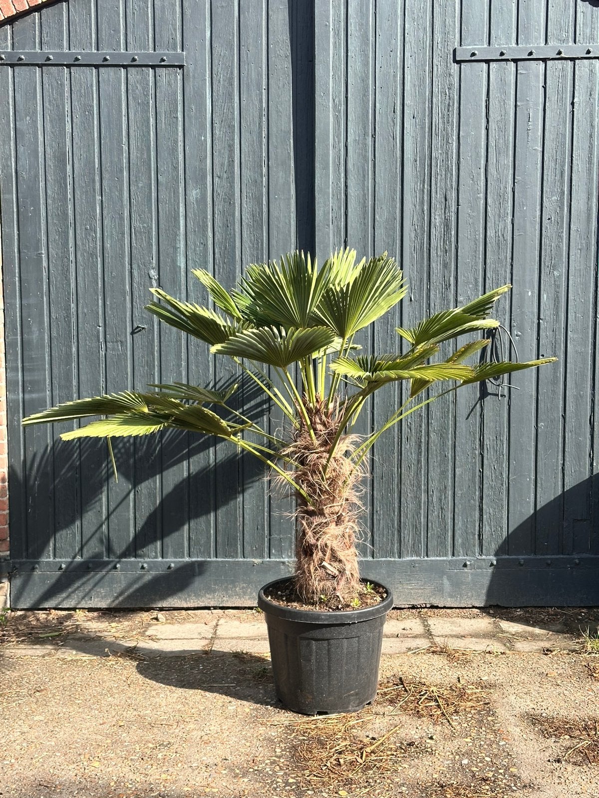 Palmboom Trachycarpus wagnerianus (chamaerops wagnerianus), Tuin en Terras, 100 tot 250 cm, Zomer, Palmboom, Ophalen